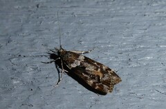 Eudonia submarginalis