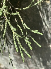 Helichrysum intermedium