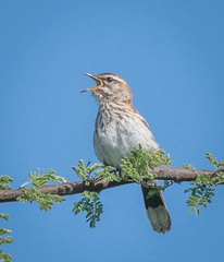 Cercotrichas leucophrys