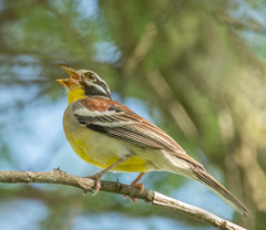 Emberiza flaviventris