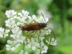 Alosterna tabacicolor