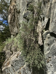 Helichrysum intermedium