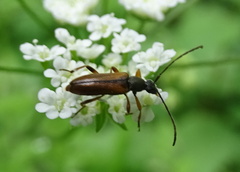 Alosterna tabacicolor