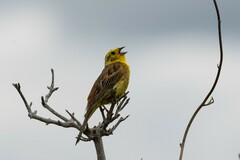 Emberiza citrinella caliginosa