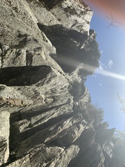 Helichrysum intermedium