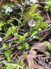 Mycena amicta