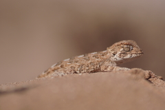 Tarentola chazaliae