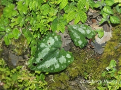 Asarum ampulliflorum