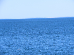Delphininae