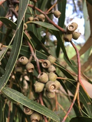 Eucalyptus goniocalyx