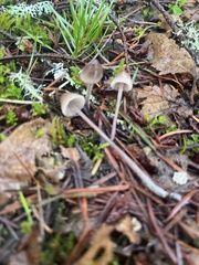 Mycena amicta