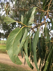 Eucalyptus goniocalyx