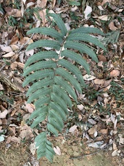 Microlepia marginata