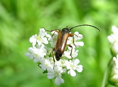 Alosterna tabacicolor