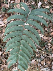 Microlepia marginata