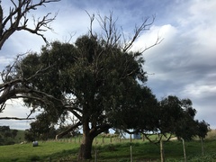 Eucalyptus goniocalyx