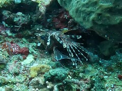 Pterois antennata