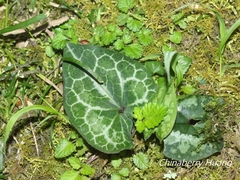 Asarum