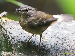 Myiothlypis fulvicauda