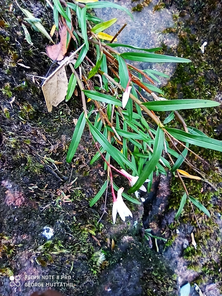 Dendrobium gopalanii M.Sulaiman & Murugan 2