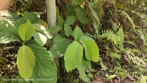 Image of Nauclea orientalis by (c) Ong Jyh Seng, some rights reserved (CC BY-SA)