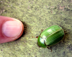 Stethaspis suturalis