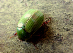 Stethaspis suturalis