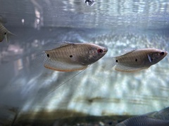 Trichopodus trichopterus