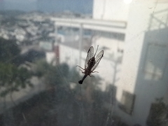 Raphidiidae