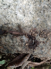 Thereuopoda clunifera