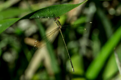 Lestes virgatus