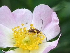 Alosterna tabacicolor