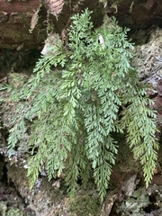 Asplenium richardii