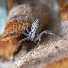 Philodromus auricomus