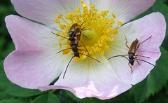 Alosterna tabacicolor