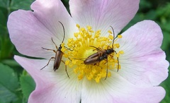 Alosterna tabacicolor