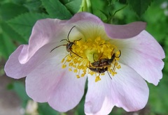 Alosterna tabacicolor