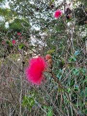 Calliandra