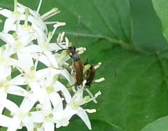 Alosterna tabacicolor