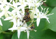 Alosterna tabacicolor