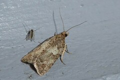 Harmologa