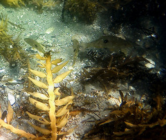 Notolabrus celidotus