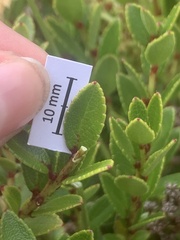Gaultheria crassa