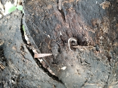 Anaulaciulus tonginus