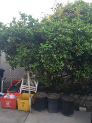 Citrus × aurantiifolia