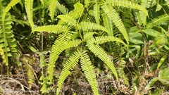 Dicranopteris linearis