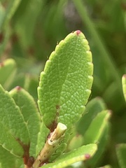 Gaultheria crassa
