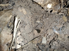 Anaulaciulus tonginus