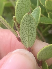 Gaultheria crassa