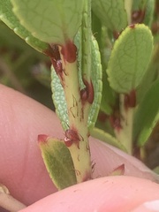 Gaultheria crassa